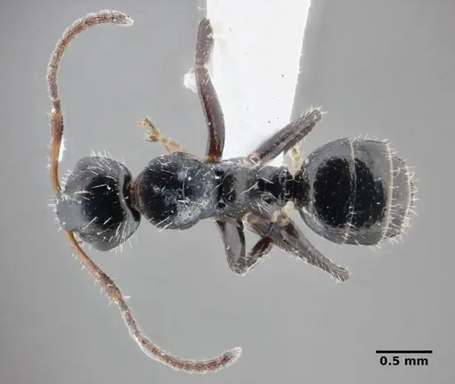 Camponotus propinquus specimen UFV-LABECOL-000070 image ufv-labecol-000070_1
