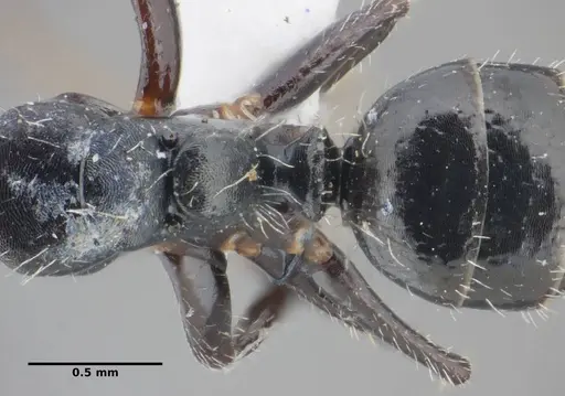 Camponotus propinquus specimen UFV-LABECOL-000070 image ufv-labecol-000070_2