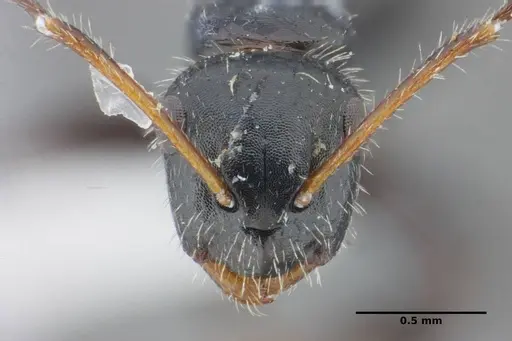 Camponotus propinquus specimen UFV-LABECOL-000070 image ufv-labecol-000070_3