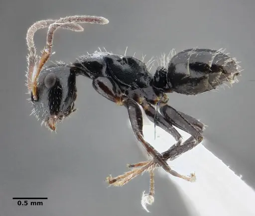Camponotus propinquus specimen UFV-LABECOL-000070 image ufv-labecol-000070_4
