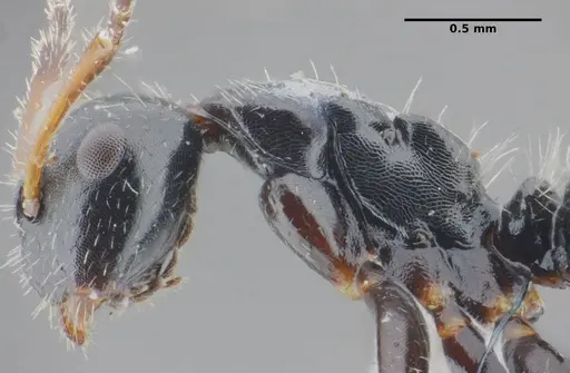 Camponotus propinquus specimen UFV-LABECOL-000070 image ufv-labecol-000070_5