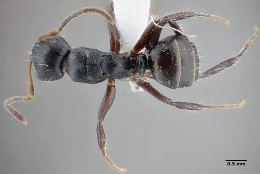 Camponotus propinquus specimen UFV-LABECOL-000071 image ufv-labecol-000071_1