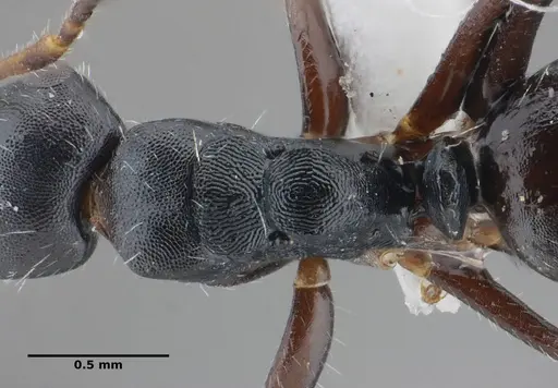 Camponotus propinquus specimen UFV-LABECOL-000071 image ufv-labecol-000071_2