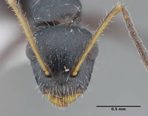 Camponotus propinquus specimen UFV-LABECOL-000071 image ufv-labecol-000071_3