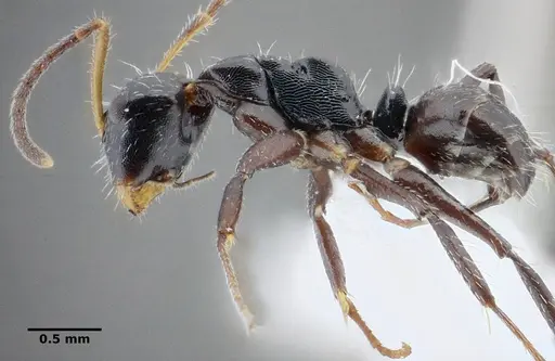 Camponotus propinquus specimen UFV-LABECOL-000071 image ufv-labecol-000071_4