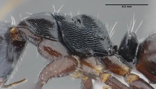 Camponotus propinquus specimen UFV-LABECOL-000071 image ufv-labecol-000071_5
