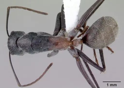 Camponotus prosseri specimen CASENT0172146 image casent0172146_1
