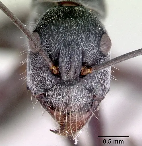 Camponotus prosseri specimen CASENT0172146 image casent0172146_2