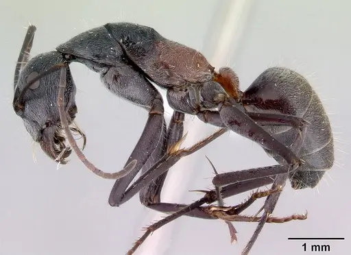 Camponotus prosseri specimen CASENT0172146 image casent0172146_3