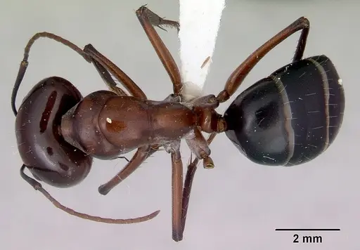 Camponotus prosseri specimen CASENT0172147 image casent0172147_1