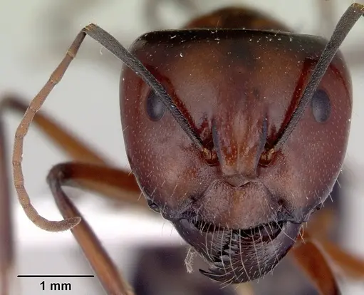 Camponotus prosseri specimen CASENT0172147 image casent0172147_2