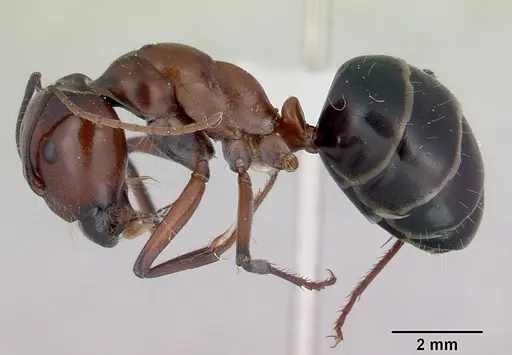 Camponotus prosseri specimen CASENT0172147 image casent0172147_3