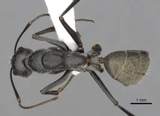 Camponotus prosseri specimen CASENT0280209 image casent0280209_1
