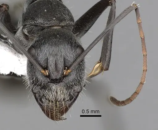 Camponotus prosseri specimen CASENT0280209 image casent0280209_2