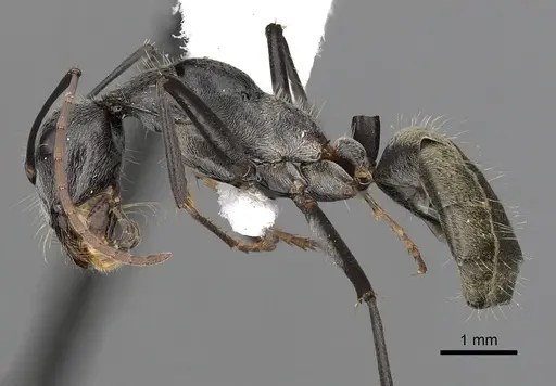 Camponotus prosseri specimen CASENT0280209 image casent0280209_3