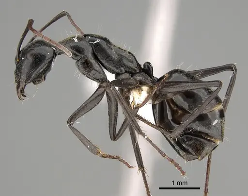 Camponotus prosseri specimen CASENT0887664 image casent0887664_1