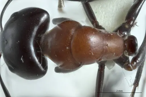 Camponotus prosseri specimen JDM32-001316 image jdm32-001316_1