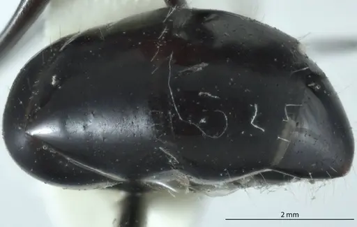 Camponotus prosseri specimen JDM32-001316 image jdm32-001316_2