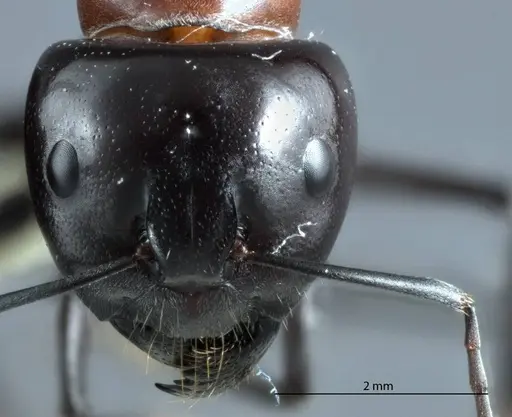 Camponotus prosseri specimen JDM32-001316 image jdm32-001316_3