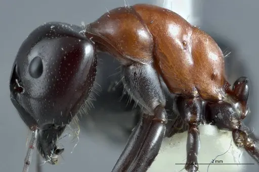 Camponotus prosseri specimen JDM32-001316 image jdm32-001316_4