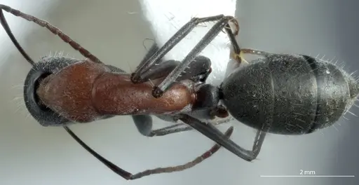 Camponotus prosseri specimen JDM32-001317 image jdm32-001317_1