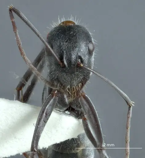 Camponotus prosseri specimen JDM32-001317 image jdm32-001317_2