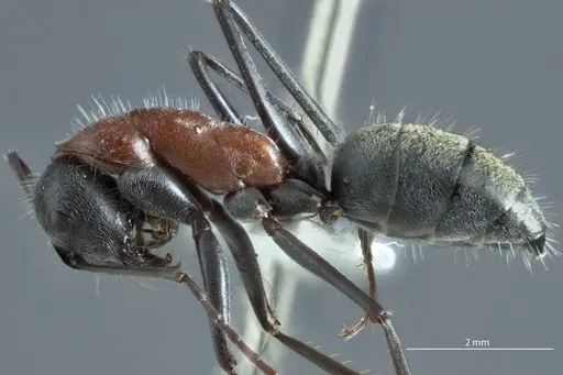 Camponotus prosseri specimen JDM32-001317 image jdm32-001317_3
