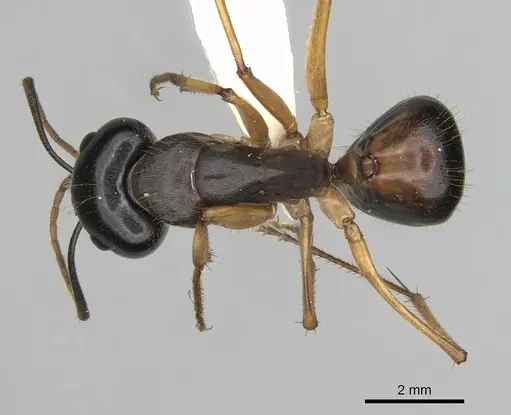 Camponotus prostans specimen CASENT0280199 image casent0280199_1