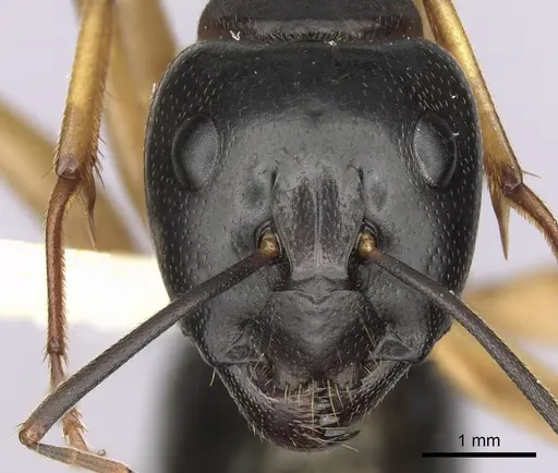 Camponotus prostans specimen CASENT0280199 image casent0280199_2
