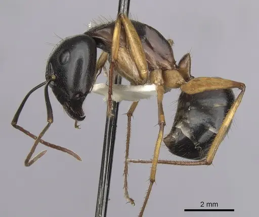 Camponotus prostans specimen CASENT0280199 image casent0280199_3