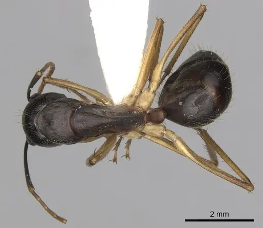Camponotus prostans specimen CASENT0280200 image casent0280200_1