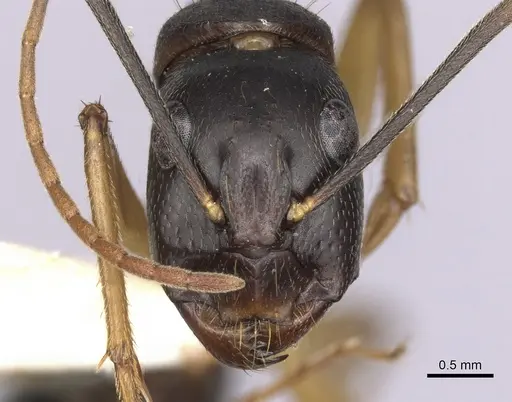 Camponotus prostans specimen CASENT0280200 image casent0280200_2
