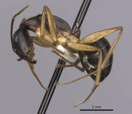 Camponotus prostans specimen CASENT0280200 image casent0280200_3