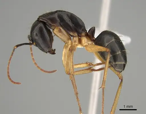 Camponotus prostans specimen CASENT0887650 image casent0887650_1