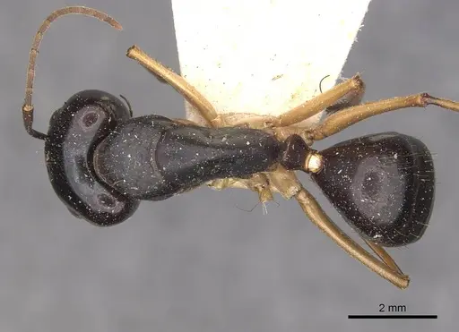 Camponotus prostans specimen CASENT0910311 image casent0910311_1