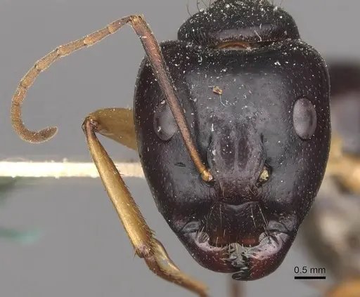 Camponotus prostans specimen CASENT0910311 image casent0910311_2