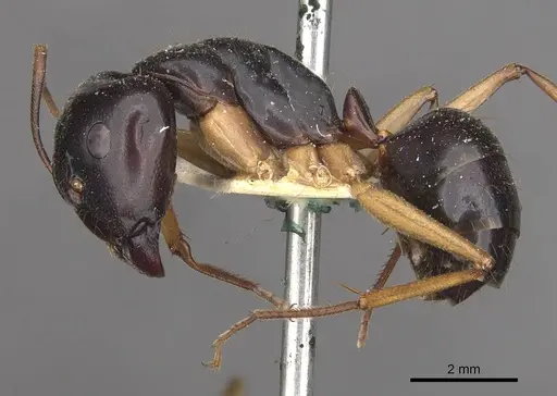Camponotus prostans specimen CASENT0910311 image casent0910311_3