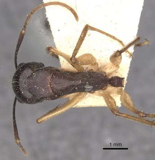 Camponotus prostans specimen CASENT0910312 image casent0910312_1