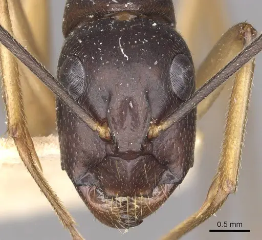 Camponotus prostans specimen CASENT0910312 image casent0910312_2
