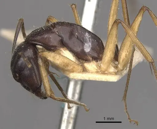 Camponotus prostans specimen CASENT0910312 image casent0910312_3
