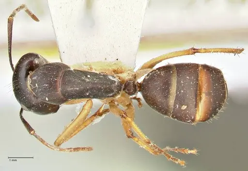 Camponotus prostans specimen FOCOL2451 image focol2451_1
