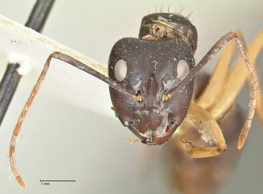 Camponotus prostans specimen FOCOL2451 image focol2451_2