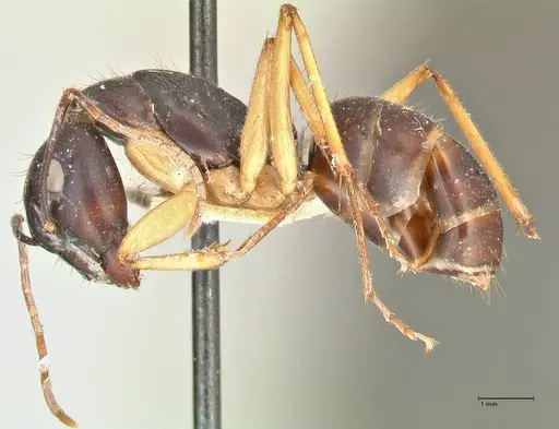 Camponotus prostans specimen FOCOL2451 image focol2451_3