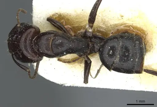 Camponotus prosulcatus specimen RMCAENT000017817 image rmcaent000017817_1