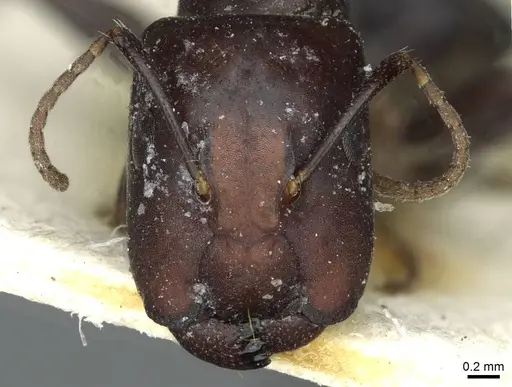 Camponotus prosulcatus specimen RMCAENT000017817 image rmcaent000017817_2