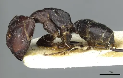 Camponotus prosulcatus specimen RMCAENT000017817 image rmcaent000017817_3