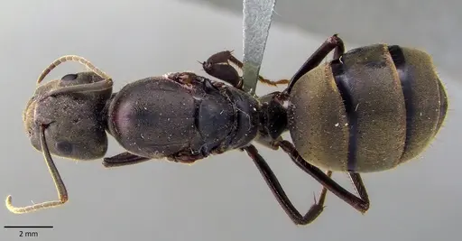 Camponotus pseudolendus specimen ANTWEB1041847 image antweb1041847_1