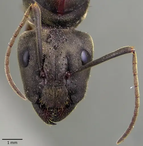 Camponotus pseudolendus specimen ANTWEB1041847 image antweb1041847_2