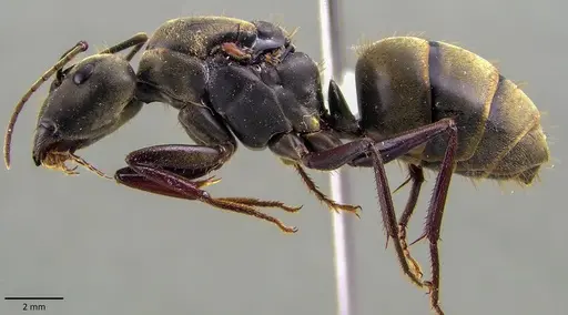 Camponotus pseudolendus specimen ANTWEB1041847 image antweb1041847_3