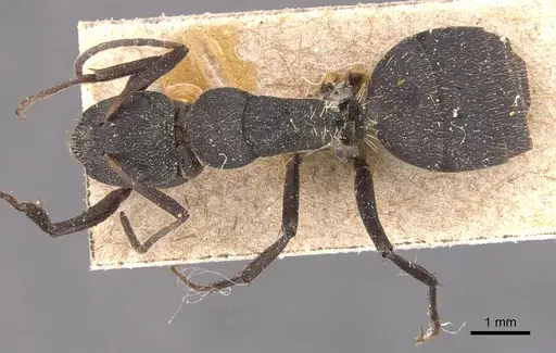 Camponotus puberulus specimen CASENT0905433 image casent0905433_1